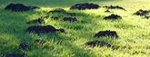 Do you also want a mole-free lawn?