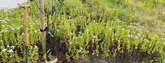 Planting Trees: Your guide to sustainable success!