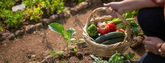How do you protect your precious crops from insects?