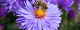 Protecting your crop and welcoming pollinators – it is possible to do both!