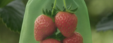 Why protective bags and covers are indispensable in your (vegetable) garden