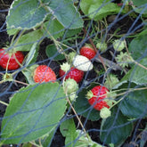 Hobio strawberry net