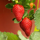 Hobio strawberry net