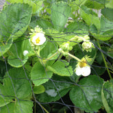 Strawberry net plus Hobio