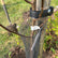 Tree tie 3.8 x 60 cm (2 pcs) Hobio