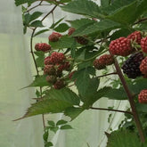 Suzuki fruit fly screen Hobio