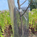 Hobio Organic Tree Trunk Protector