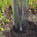 Hobio Organic Tree Trunk Protector