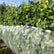 Suzuki fruit fly screen Hobio