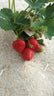 Close-up of a cluster of strawberries with a hemp ground cover underneath.