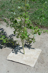mulch disc tile to place around a small tree