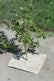 mulch disc tile to place around a small tree