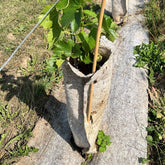 Bamboo sticks 90 cm