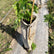 Bamboo sticks 90 cm