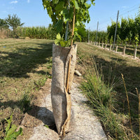 Hemp tree trunk protector