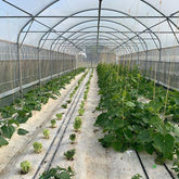 A vegetable greenhouse with crops inside and a hemp ground cloth for protection.