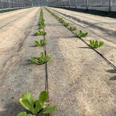 Hemp landscaping fabric with young seedlings growing through it in a greenhouse.