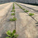 Hemp landscaping fabric with young seedlings growing through it in a greenhouse.
