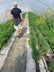 hemp ground cover in a greenhouse