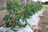 Close-up of hemp substrate fabric near plants