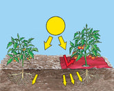 Red growing film - strawberries & tomatoes hobio