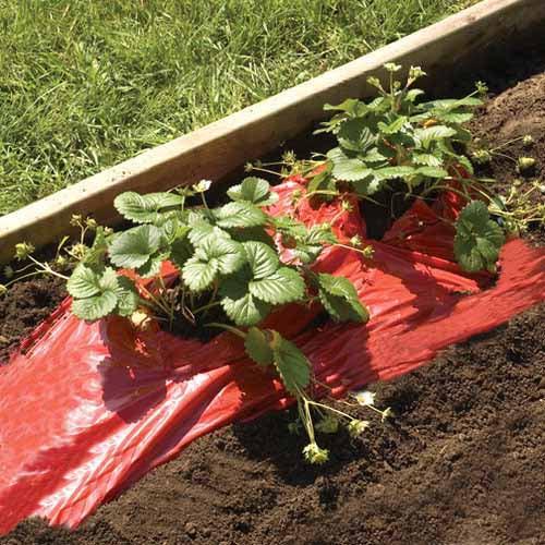 Red growing film - strawberries & tomatoes hobio