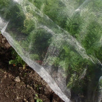 Insect netting over carrot plants