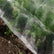 Insect netting over carrot plants