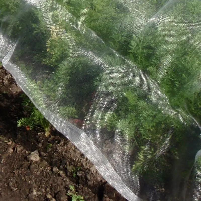 Insect netting over carrot plants