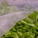 Klimaatnet protects vegetables from the cold.