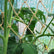 Hobio jute climbing net