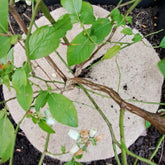 Jute mulch disc Hobio