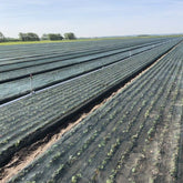 Green shade net