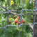 Robust Hobio garden net