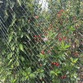 fruit tree with garden netting