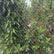 fruit tree with garden netting