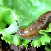 Hobio Slug Mesh