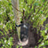 Hobio Organic Tree Trunk Protector