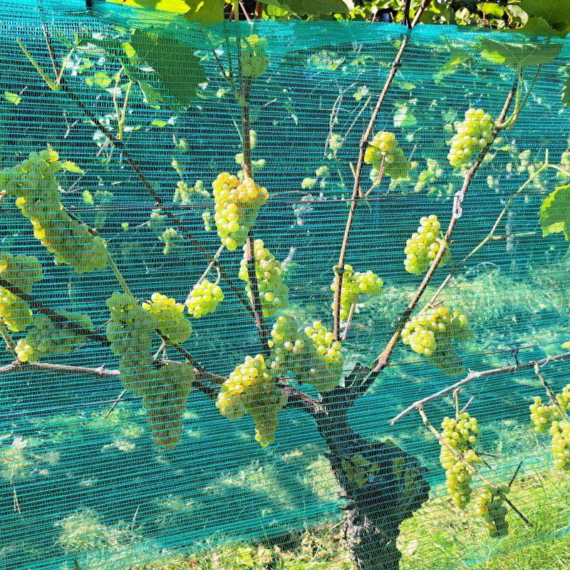 Wasp and hail protection net Hobio