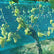 Wasp and hail protection net Hobio